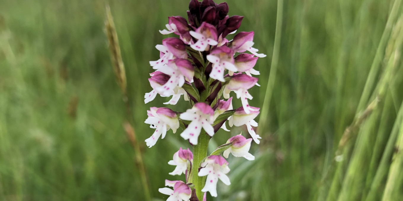 Orchis brûlé